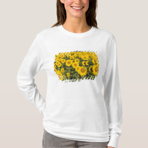 Camiseta França, Provença, Valensole. Campo de