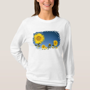 Camiseta França, Provença, Valensole. Girassóis em pé