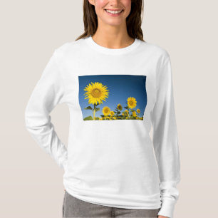 Camiseta França, Provença, Valensole. Girassóis ficam