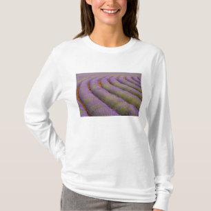 Camiseta França, região da Provença. Fileiras curvas de