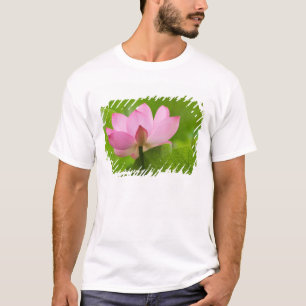 Camiseta Franklin NC, Jardim de Água de Perry, Lótus
