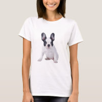 Frenchie - cachorrinho francês