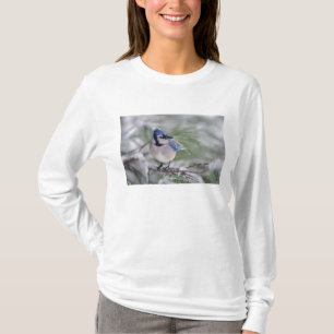 Camiseta Gaio-azul, Cyanocitta cristata