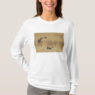 Camiseta Galináceos machos da pradaria no lek no condado de