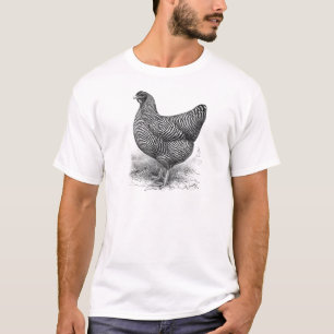 Camiseta galinha barrada da rocha de Plymouth