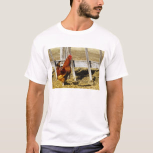 Camiseta Galo Vermelho de Rhode Island