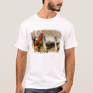 Camiseta Galo Vermelho de Rhode Island
