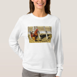 Camiseta Galo Vermelho de Rhode Island