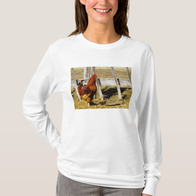 Camiseta Galo Vermelho de Rhode Island (Frente)