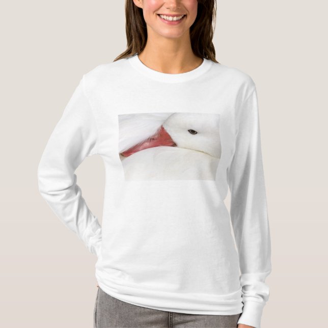 Camiseta Ganso-da-neve Chen caerulescens (Frente)