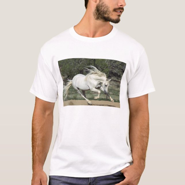 Camiseta Garanhão andaluz correndo, PR (Frente)