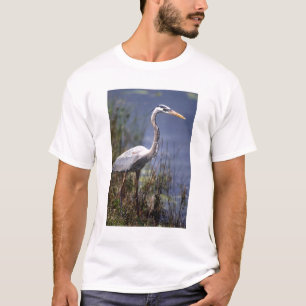 Camiseta Garça-real-azul ave aquática