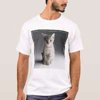 Gatinho azul do gato malhado
