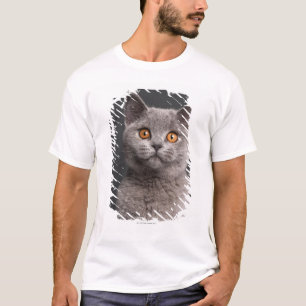Camiseta Gatinho britânico de Shorthair (3 meses velho)