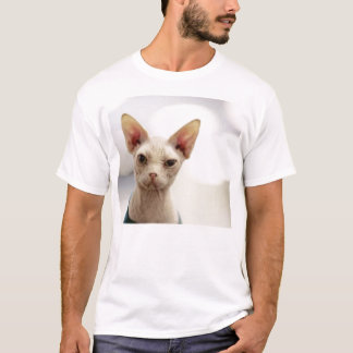 Camiseta gatinho calvo