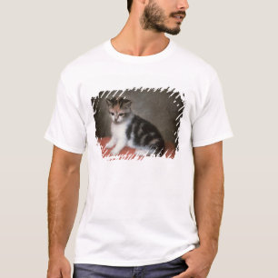 Camiseta Gatinho de George Stubbs da senhorita Ann
