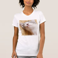 Gatinho do sono