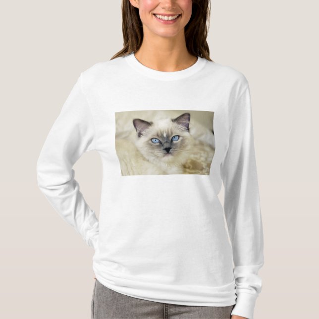 Camiseta Gatinho Ragdoll (Frente)