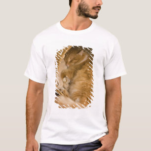 Camiseta Gato laranja dormindo na cesta