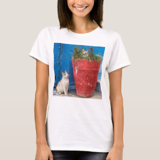 Camiseta Gatos brincando, Rabat, Marrocos
