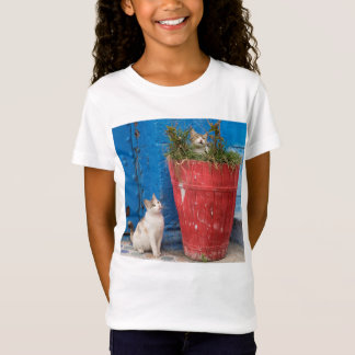 Camiseta Gatos brincando, Rabat, Marrocos