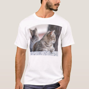 Camiseta Gatos de gato malhado no repose