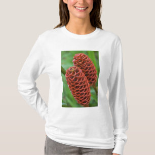 Camiseta Gengibre Colmeia, Zingiber spectabile),
