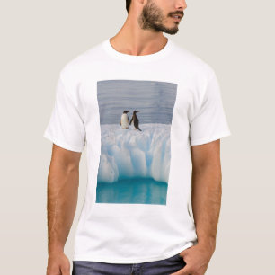 Camiseta gentoo penguin, Pygoscelis Papua, no gelo glacial