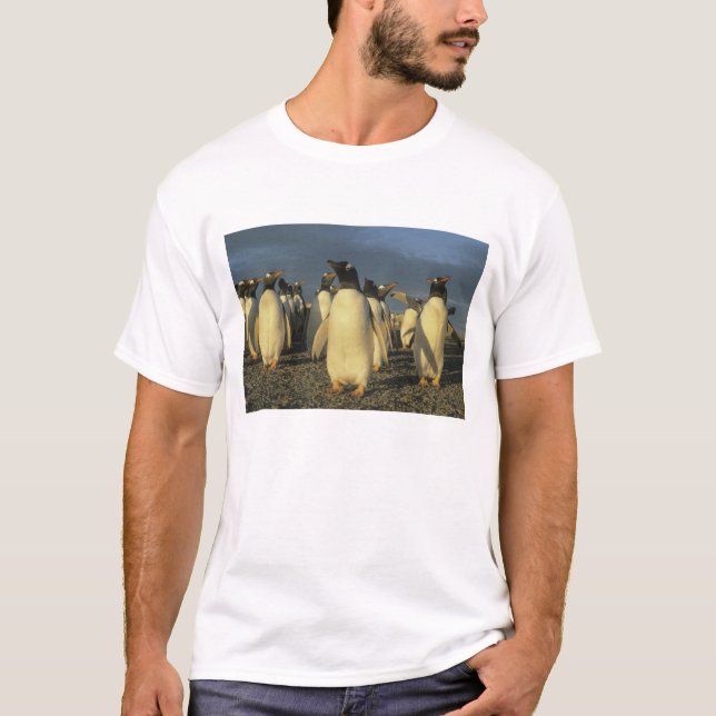 Camiseta Gentoo Penguins, (Pygoscelis papua), Falkland (Frente)