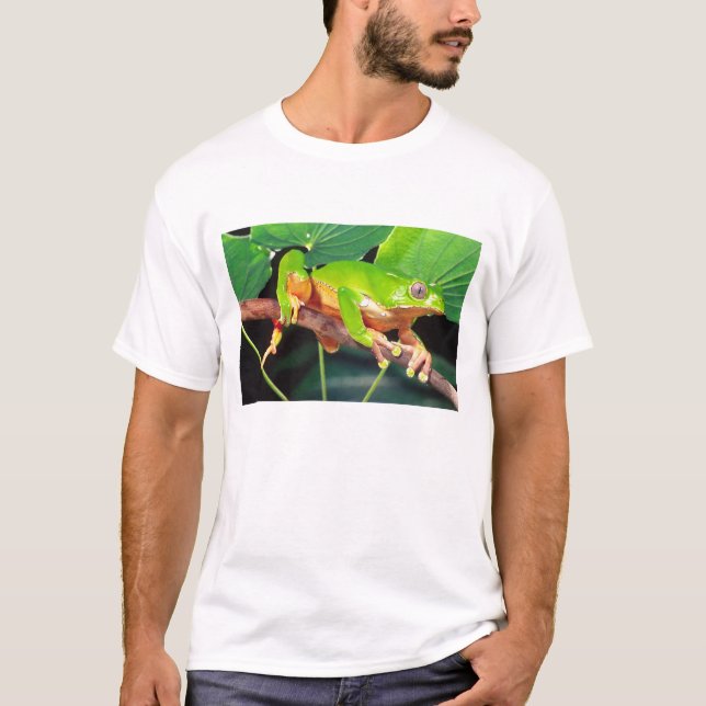 Camiseta Giant Bicolor Monkey Treefrog, Phyllomedusa (Frente)