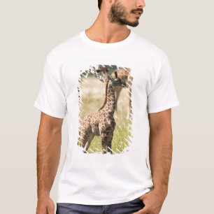 Camiseta Girafas Masai, Giraffa camelopardalis 2