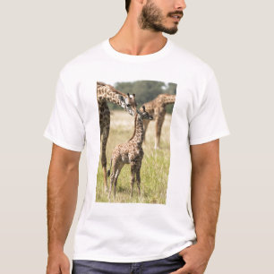 Camiseta girafas Masai, Giraffa camelopardalis 2