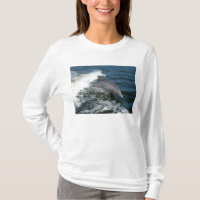 Golfinho de Bottlenose