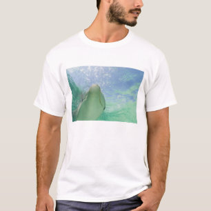 Camiseta Golfinho-nariz-de-garrafa (Tursiops truncatus)