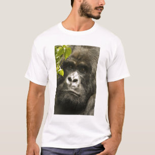 Camiseta Gorila-da-montanha, Gorilla beringei beringei,
