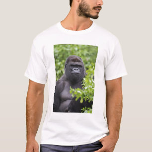 Camiseta Gorila-de-costas-silverback, Gorilla gorilla,
