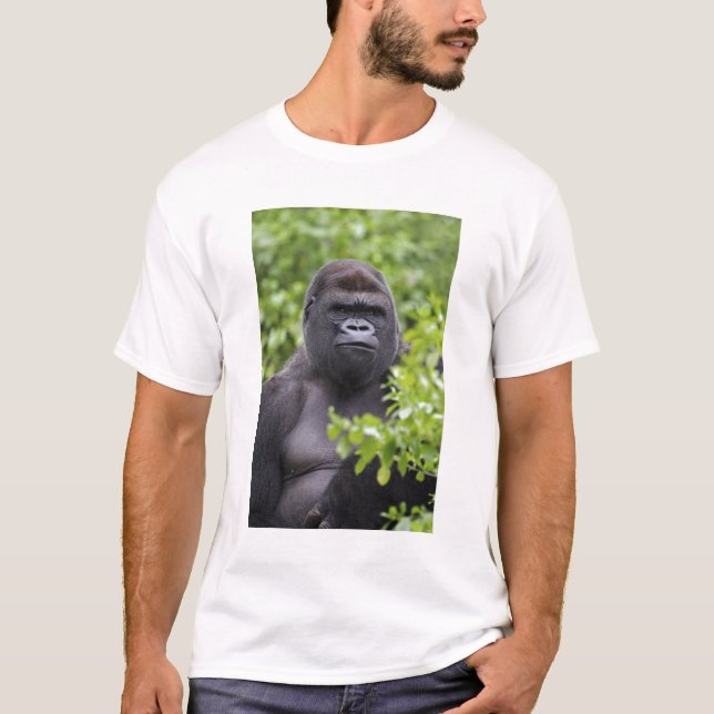 Camiseta Gorila-de-costas-silverback, Gorilla gorilla, (Frente)