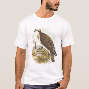 Camiseta Gould - Osprey - haliaetus do Pandion
