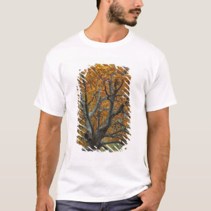 Camiseta Grande árvore de bordo no outono, Bass Lake, perto