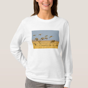 Camiseta Grous-de-sandália pousam em campos de milho