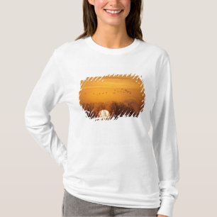 Camiseta Grouves-da-areia silhuetados contra o sol nascente
