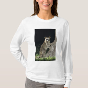 Camiseta Guaxinim-do-norte, Procyon lotor, adulto em árvore