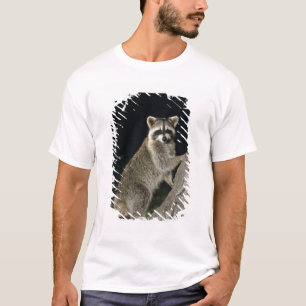 Camiseta Guaxinim-do-norte, Procyon lotor, adulto em árvore