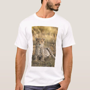 Camiseta Guepardo, Acinonyx jubatus