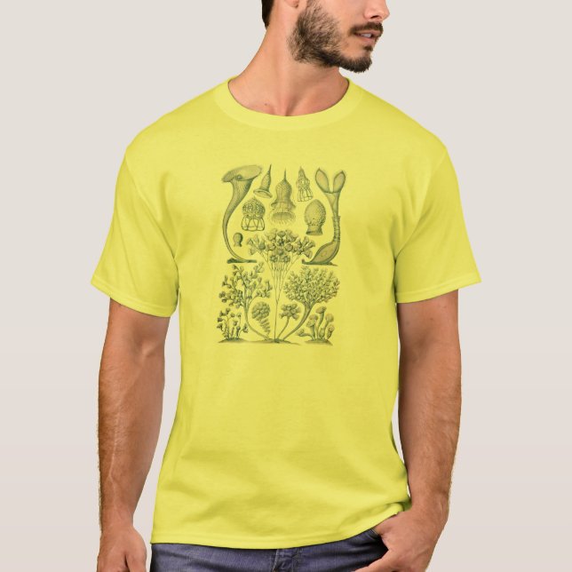 Camiseta Haeckel (Frente)