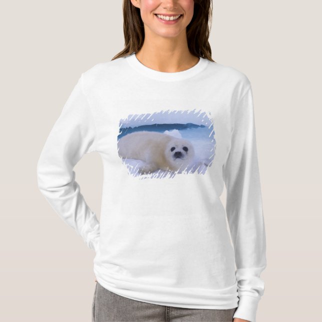Camiseta Harp Seal North America, Canada, Quebec (Frente)