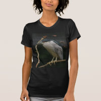 Heron Noturno de coroação negra