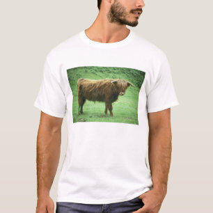 Camiseta Highland Steer, Ilha de Mull, Interior