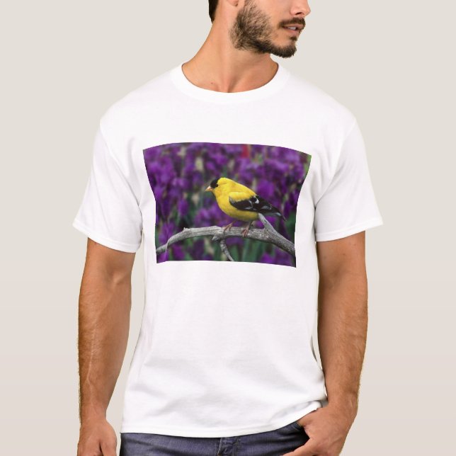 Camiseta Homem, Americano Goldfinch na plumagem de Verão. (Frente)