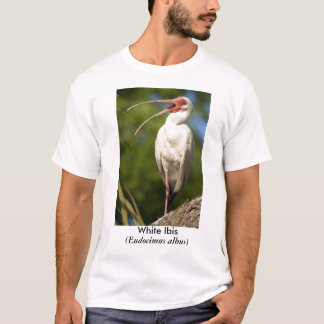 Camiseta Íbis brancos, (Eudocimus…